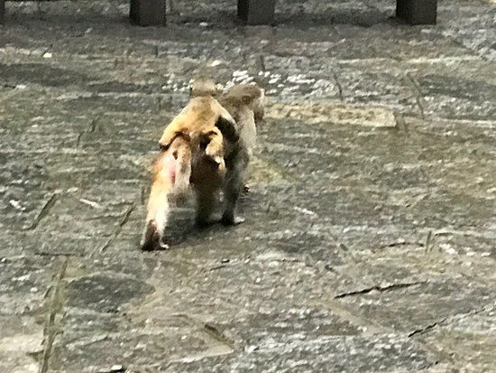 Xiangjiang River Shelterbelt